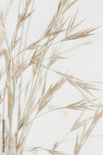 Dry grass pattern on white background close up selective focus. Poster.