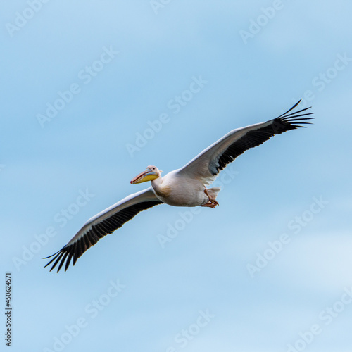 great white pelican in flight © pfongabe33