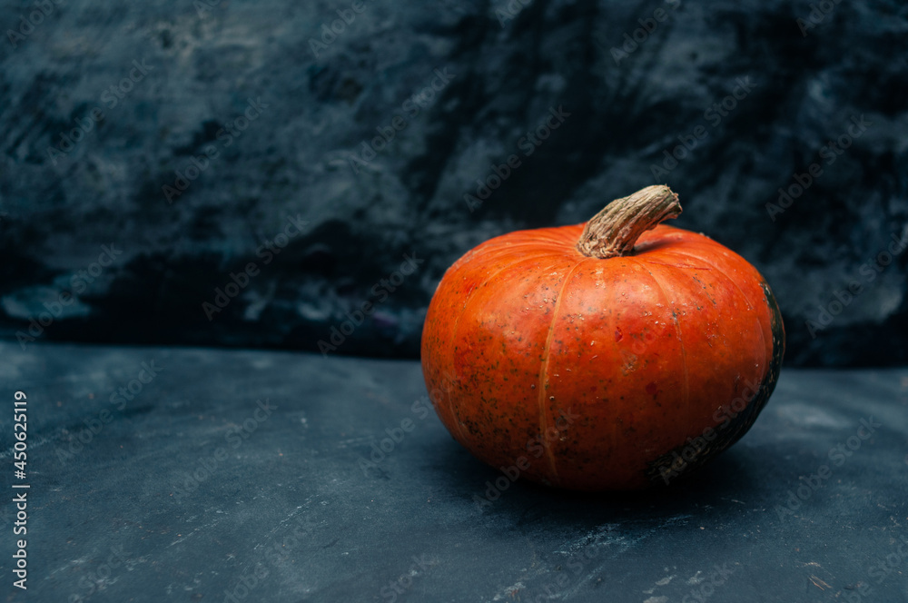 Pumpkin squash on the dark black blue textured copy space background halloween holidays concept