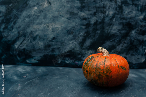 Pumpkin squash on the dark black blue textured copy space background halloween holidays concept