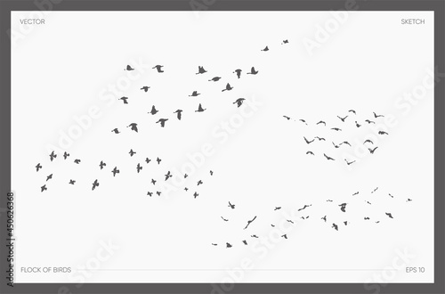 Set of drawn vector flock of birds, realistic drawings silhouettes, sketch