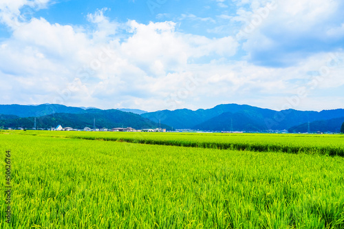 日本の田園風景と青空