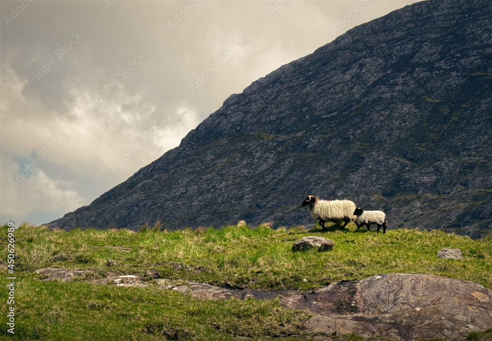 Obraz premium Beautiful landscape scenery with mother and child sheeps walking in front of a mountain 