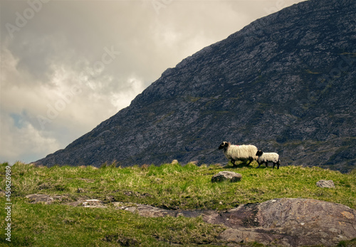 Beautiful landscape scenery with mother and child sheeps walking in front of a mountain 