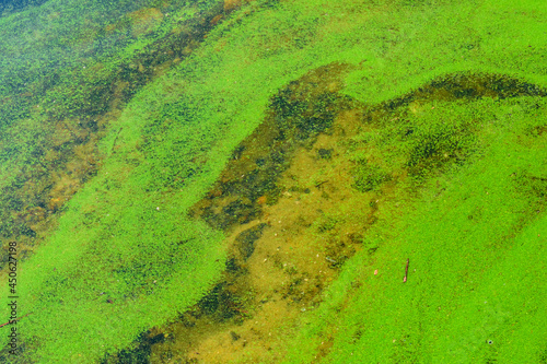 Green algae pollution on the water surface. Ecological concept