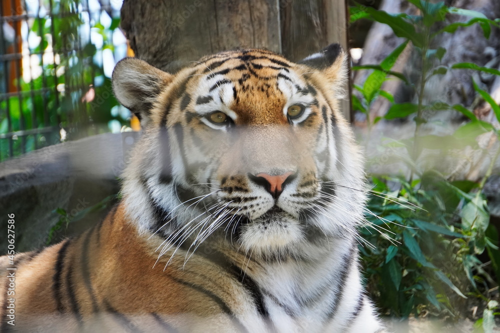 Fototapeta premium The appearance of a cute tiger