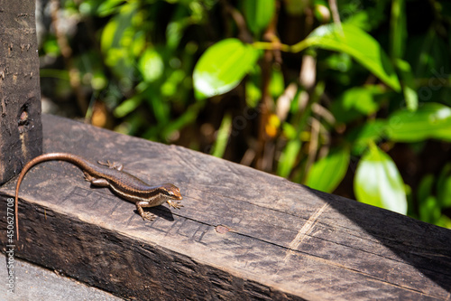 Seychelles skink lizard (Mabuya seychellensis, Trachylepis seychellensis) on a wooden platform, close-up view, Mahe, Seychelles. photo