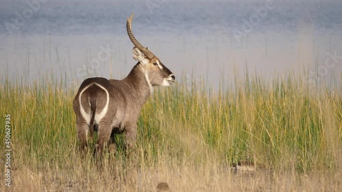 Male waterbuck with big horns grazes on green lakeside reeds and grass