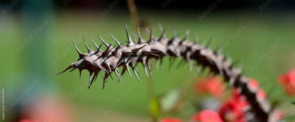 Some people are like thorns. But you have to let them be thorns, because thorns can't turn into petals