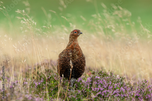 Red Grouse male on 12th August 2021, also known as the Glorious 12th.  Scientific name: Lagopus lagopus.  Stood on natural grouse moor habitat with purple heather and grasses photo