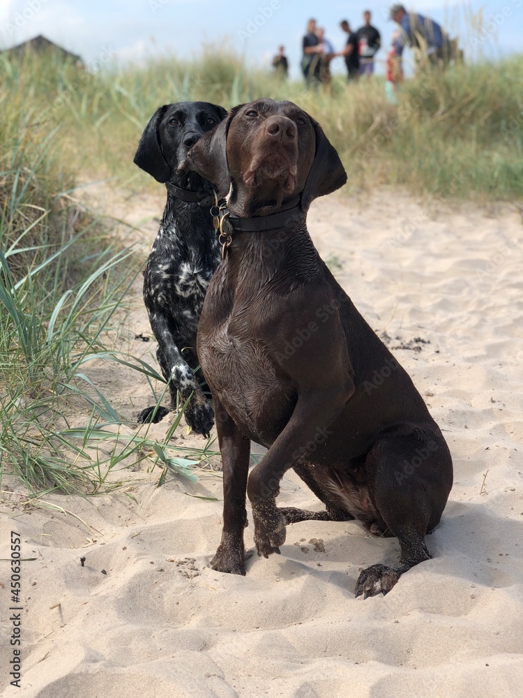 German short haired pointers on beach
