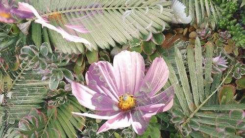 Plants and Flowers Colourful Spring Beautiful Wild Complex