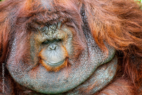 big orangutan monkey