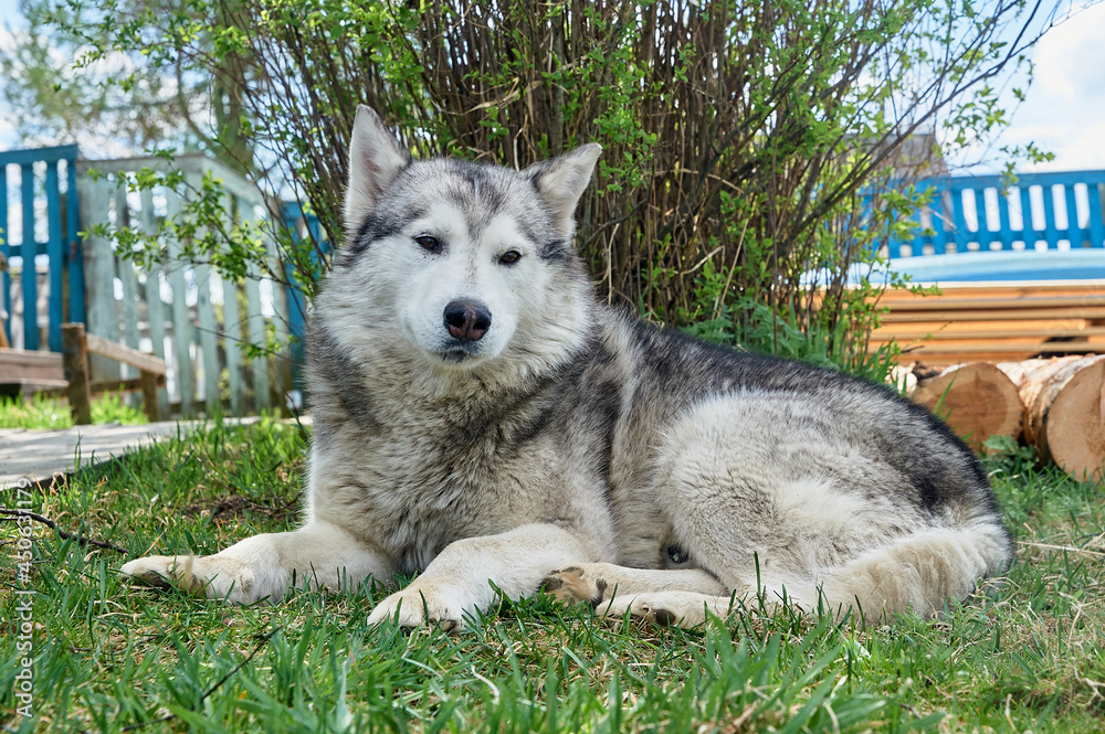 Husky dog lies on a grass on a summer day