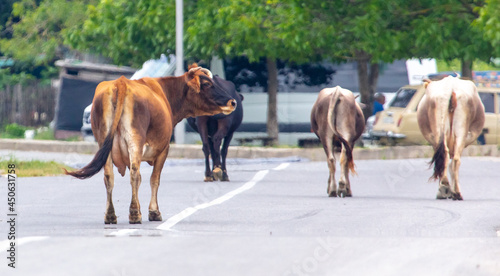 Cows on an asphalt road