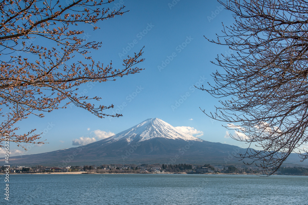The beautiful scenery of Fuji Mountain and Sakura Branches at Kawaguchiko Lake in Spring, Japan.