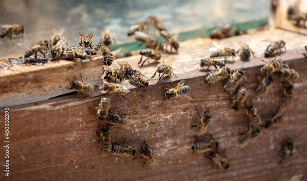 Bees on a beehive in an apiary. Bees on a beehive in an apiary.