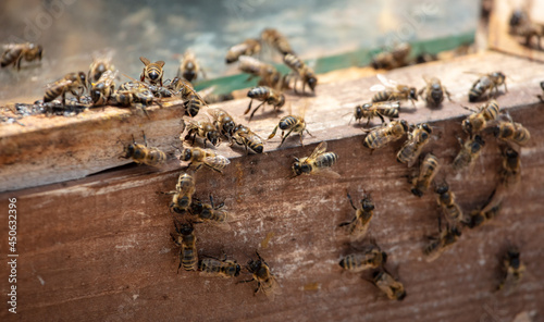 Bees on a beehive in an apiary. © schankz
