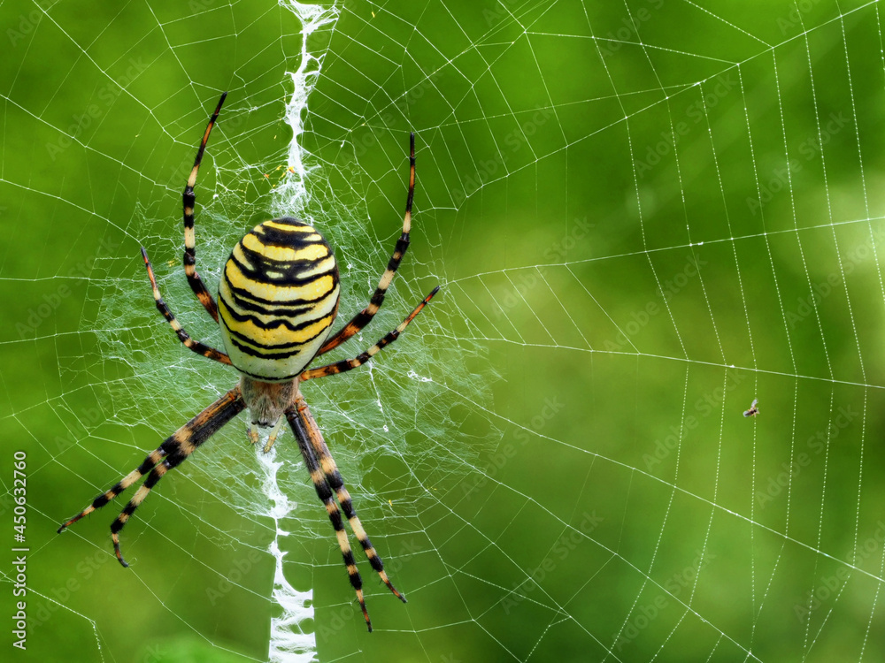 Zebraspinne im Spinnennetz