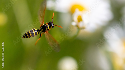 Wasp in flight by a flower. © schankz