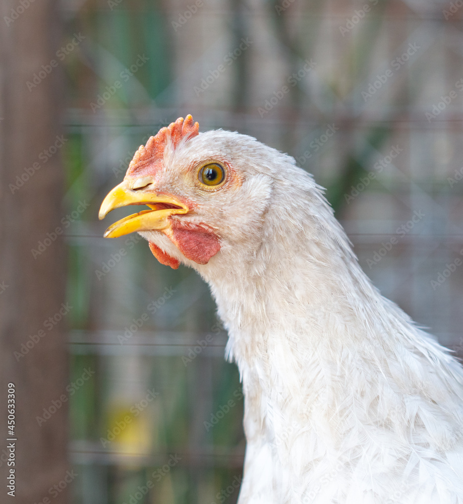 Portrait of a chicken on farm.