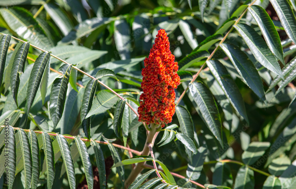 Red flowers on the branches of a tree Red flowers on the branches of a tree