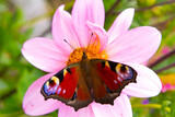 Beautiful butterflie Peacock's Eye (Aglais io) collect nectar on a pink daisy. Summer in the garden. Close-up. Place for your text.