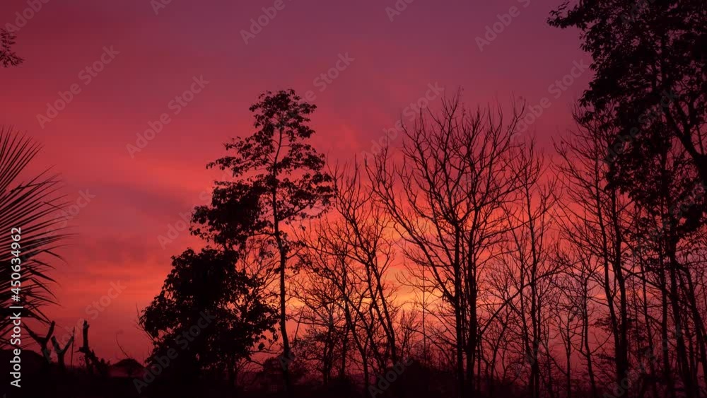 A beautiful romantic twilight evening, sunset behind woods. Natural background.