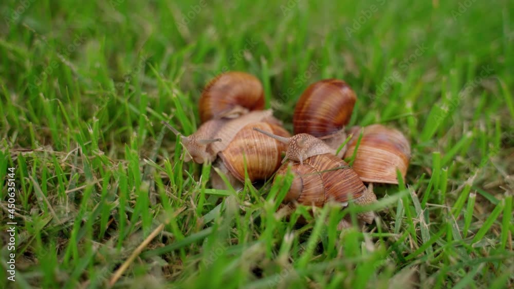 Snails Group Crawling on Green Grass Closeup Outdoors. Molluscs in Nature Snails Group Crawling on Green Grass Closeup Outdoors. Molluscs in Nature