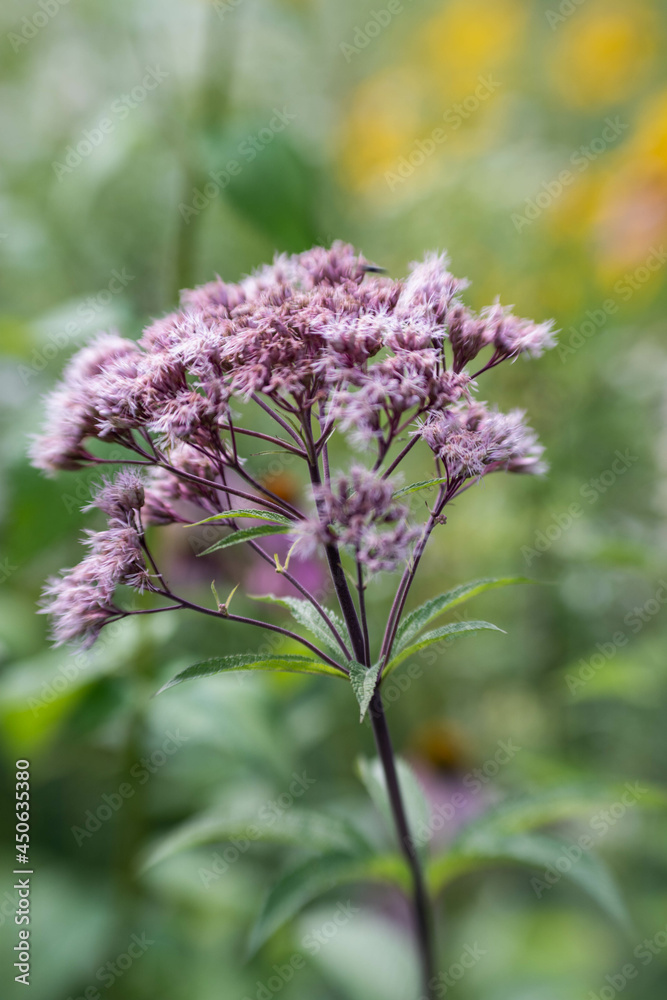 Fototapeta premium Joe Pye Weed on the prairie
