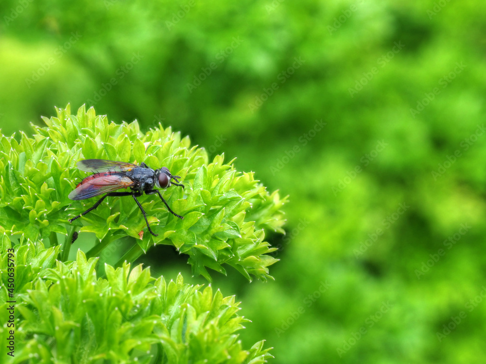 Fliege im Garten Stock Photo Adobe Stock