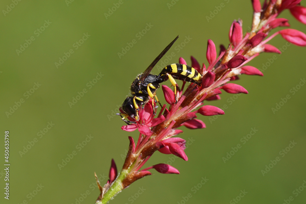 Wasp Ectemnius cephalotes, family Sand wasps, digger wasps (Crabronidae ). On flowers of Knotweed, knotgrass (Polygonum amplexicaule), family Buckwheat (Polygonaceae). Dutch garden, Summer, August Wasp Ectemnius cephalotes, family Sand wasps, digger wasps (Crabronidae ). On flowers of Knotweed, knotgrass (Polygonum amplexicaule), family Buckwheat (Polygonaceae). Dutch garden, Summer, August