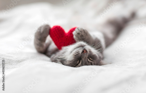 striped kitten sleeps on a white bed with a red knitted heart in small paws