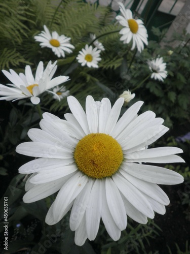 daisies in a garden