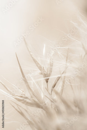 Dry fluffy beige soft mist effect fragile rush reed cane buds with blur background macro