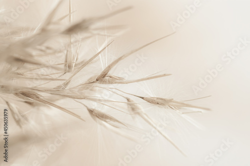 Dry soft mist effect beige romantic cane reed rush flowers with fluffy buds on blur natural background macro