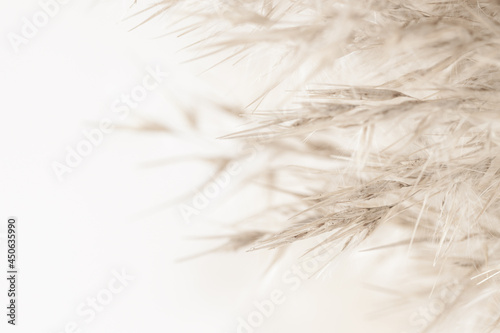 Dry soft mist effect beige romantic cane reed rush with fluffy buds on light background macro