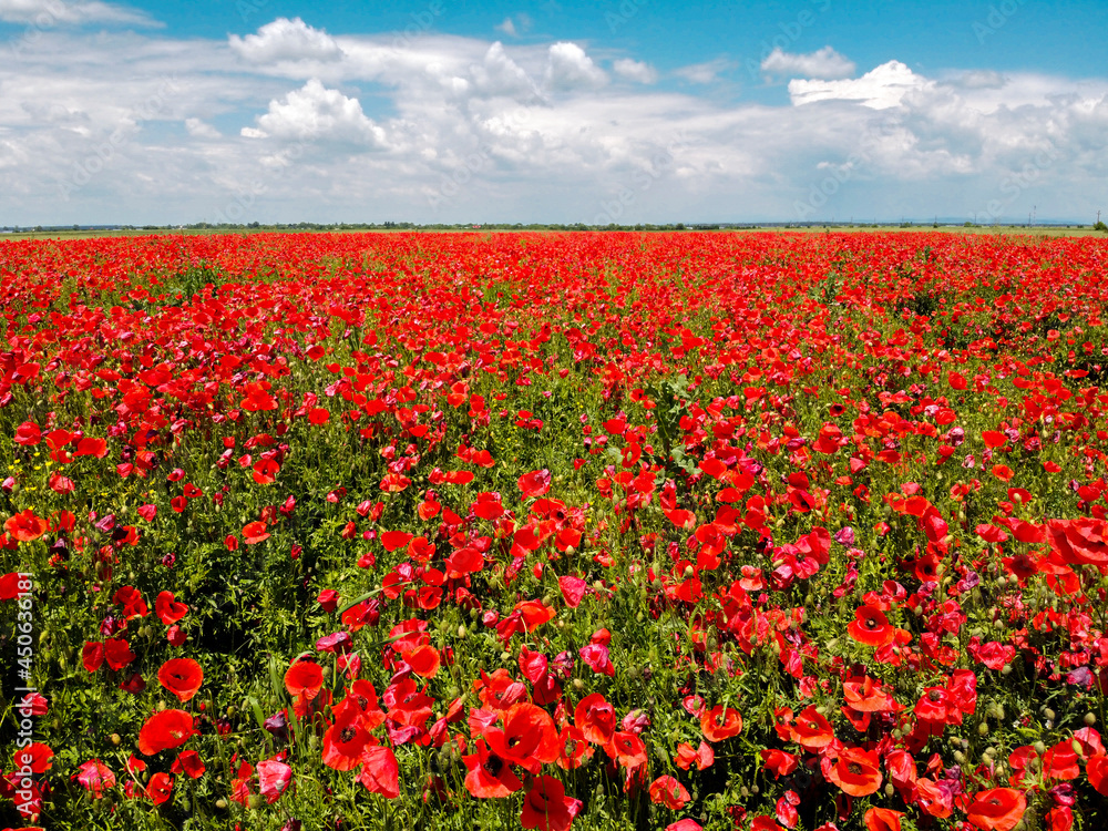 Summer landscape with blossomed red poppies on a field and cloudy sky background Summer landscape with blossomed red poppies on a field and cloudy sky background