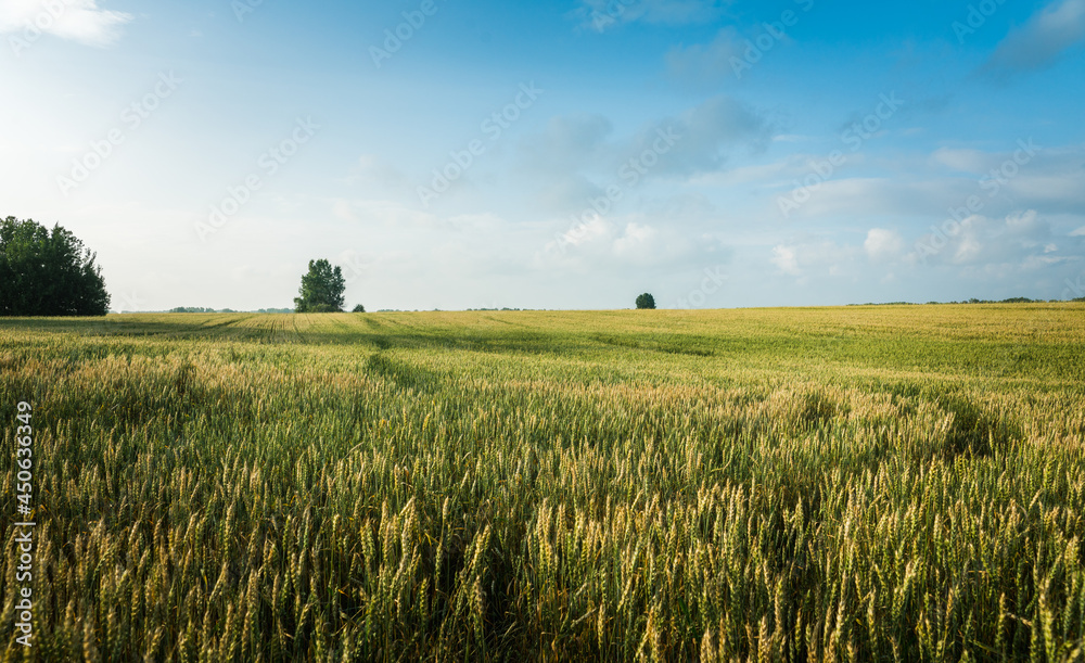 Green wheat on the field with beautiful blue sky. Selective focus. Shallow depth of field.