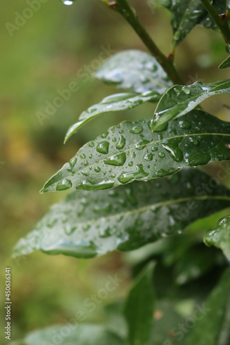 Many green leaves of Laurel bush on branches covered by raindrops. Laurus nobilis in the garden