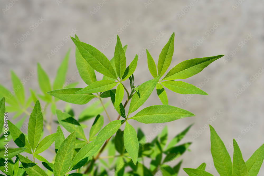 Chaste tree Chaste tree