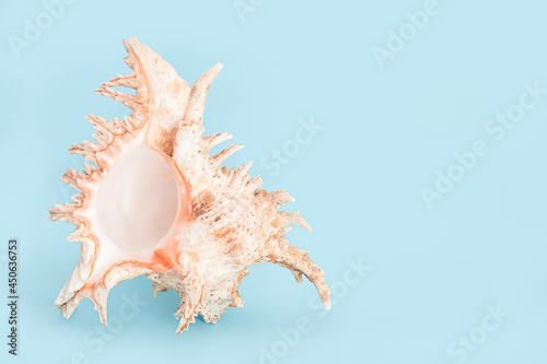Single Large White seashell on blue background with copy space