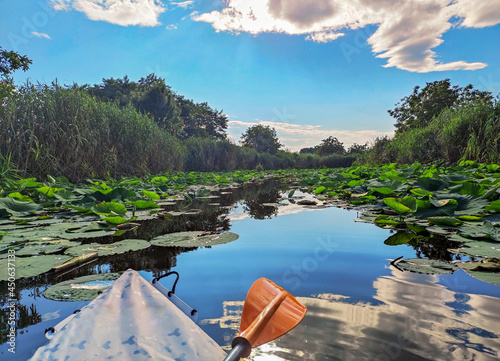 The tip of a rowing paddle and kayak among many water lily leaves on lake Snagov , south of Romania , sunny summer day , outdoor activity.