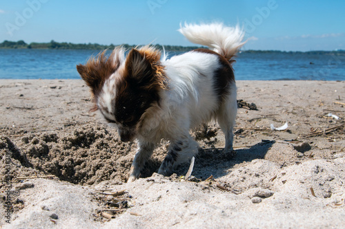 Chihuahua im Sommer am Strand