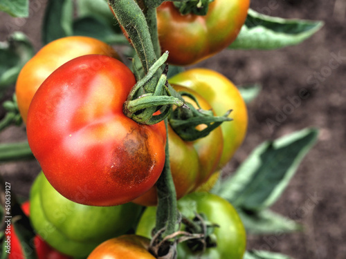 Beginnende Braunfäule an einer Tomatenpflanze photo