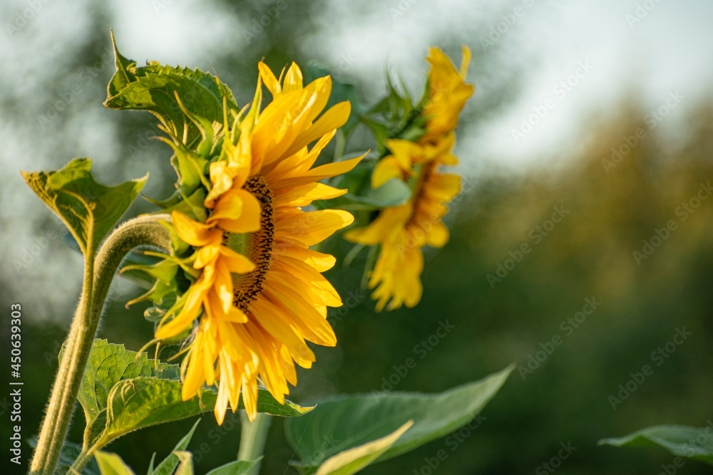 słonecznik kwitnie w sierpniu - obrazy, fototapety, plakaty 