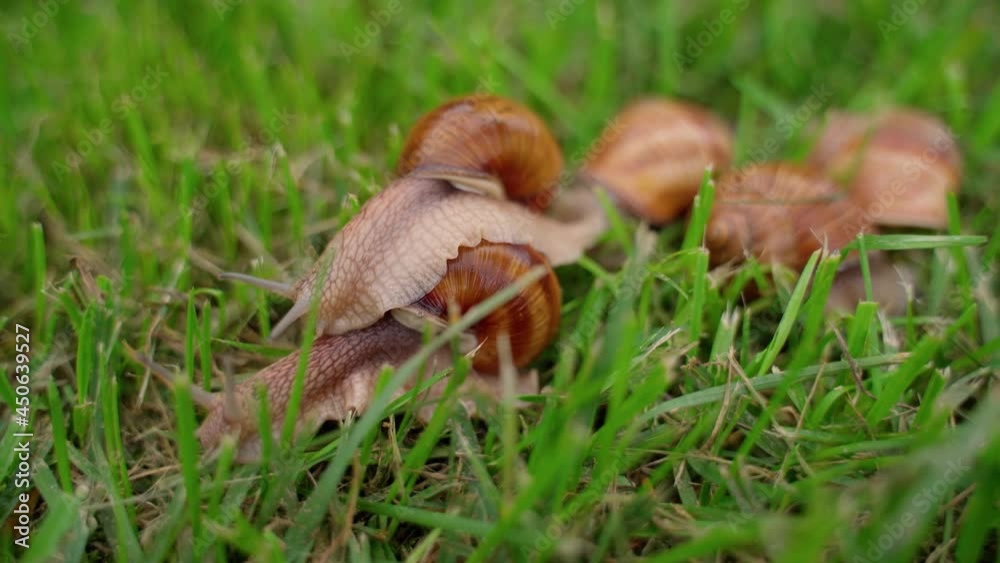 One snail riding on another like on taxi. Funny animal world and nature. Closeup group of snails mollusk One snail riding on another like on taxi. Funny animal world and nature. Closeup group of snails mollusk