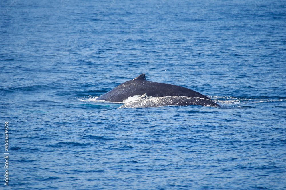 humpback tail humpback tail