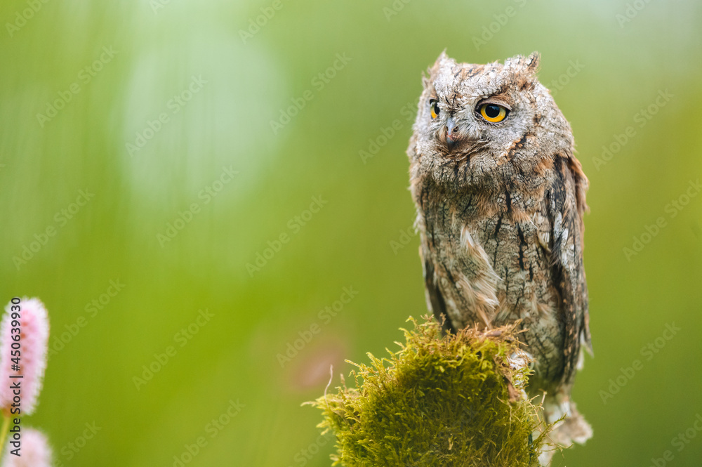 A very rare Eurasian Scops Owl (Otus scops) sitting on a tree trunk in a flowering meadow. Close-up portrait. Beautiful green bokeh, shallow depth of field. A very rare Eurasian Scops Owl (Otus scops) sitting on a tree trunk in a flowering meadow. Close-up portrait. Beautiful green bokeh, shallow depth of field.