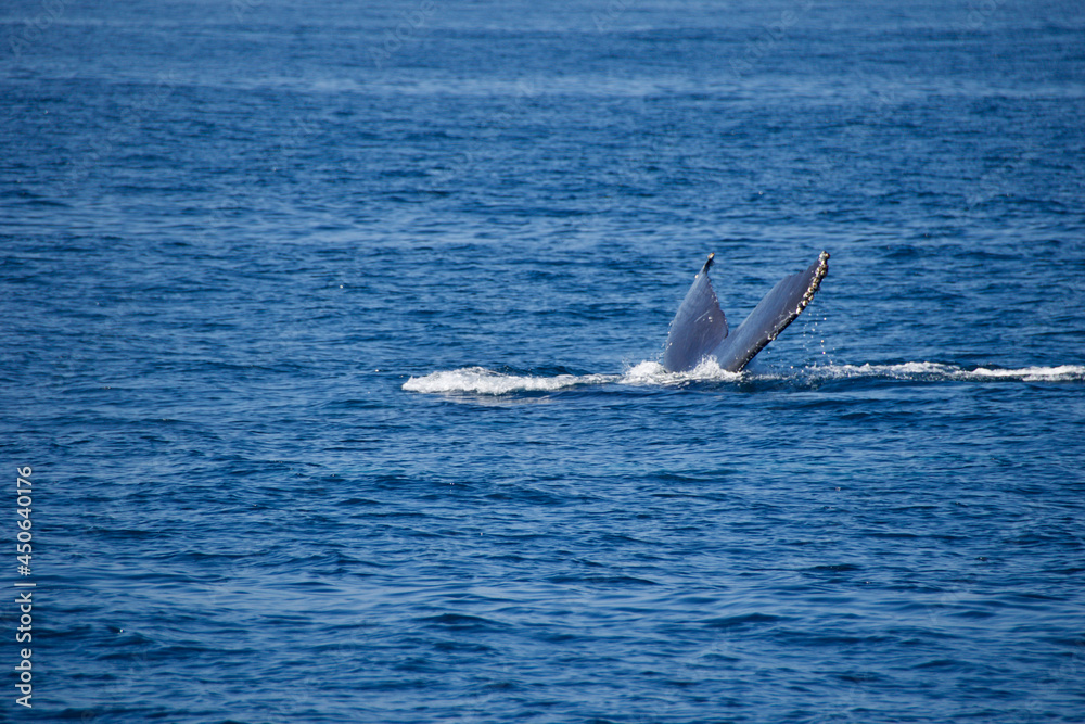 Fototapeta premium dolphins in the sea